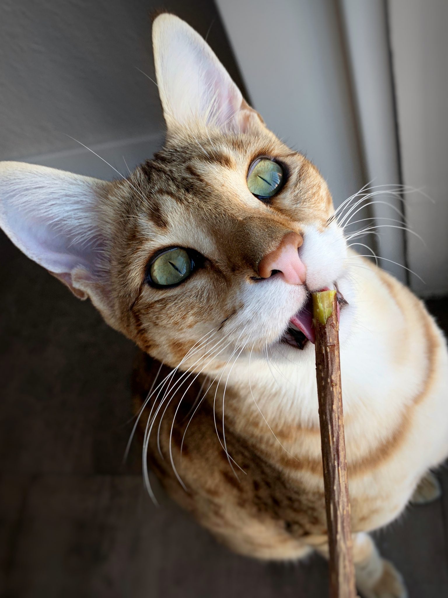 Cat Chew Sticks Matatabi All Natural Silvervine Meowy Janes