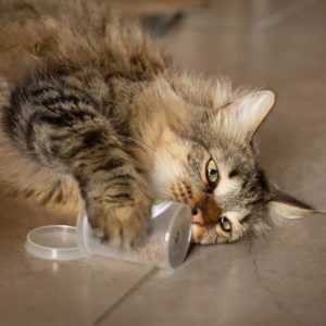 A cat playing with valerian root