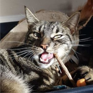 A cat chewing on a matatabi stick