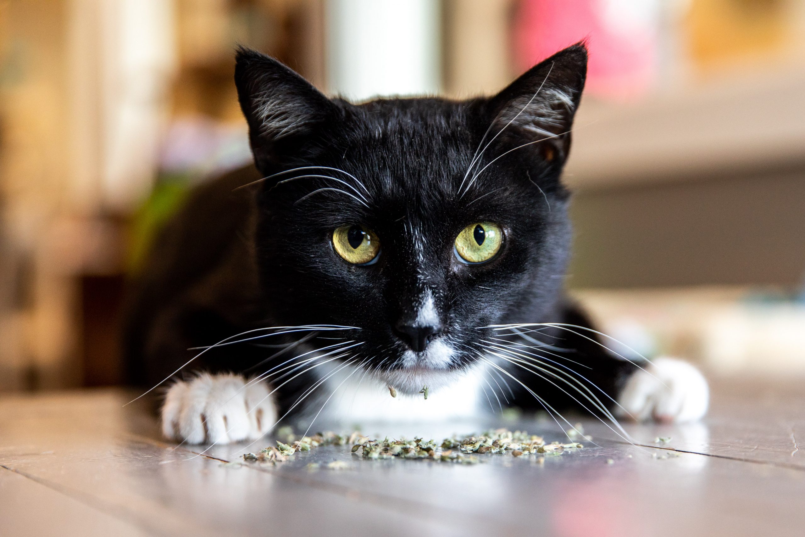 A black and white cat smelling catnip