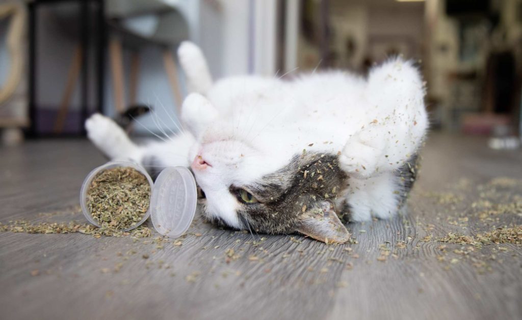 A cat playing with catnip