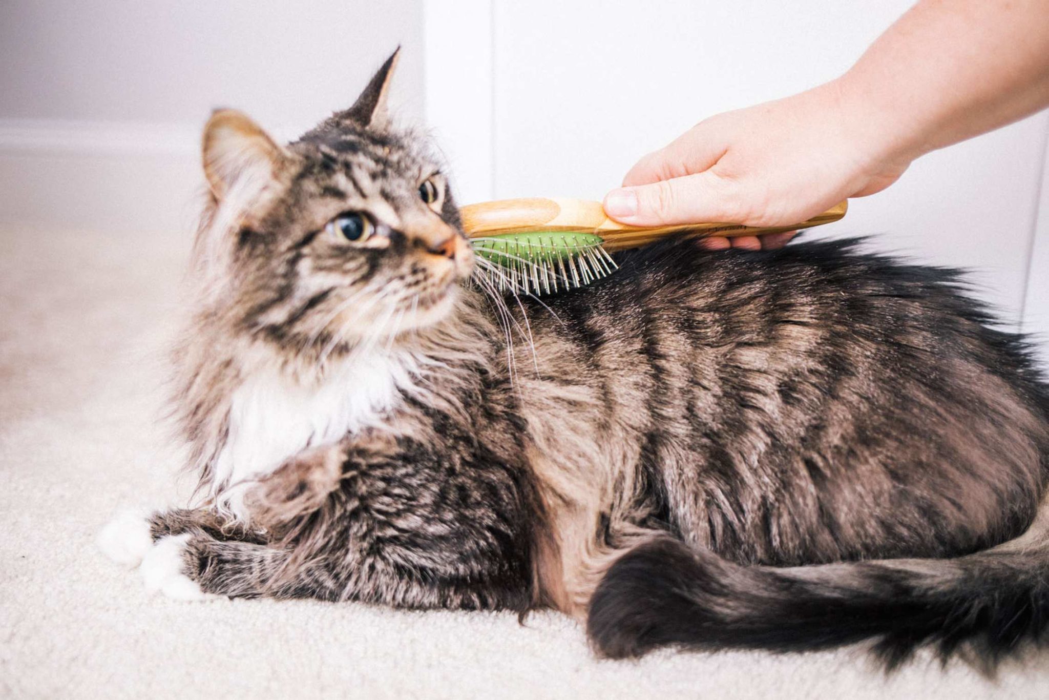 My Cat Hates to be Brushed! What do I do? | Meowy Janes