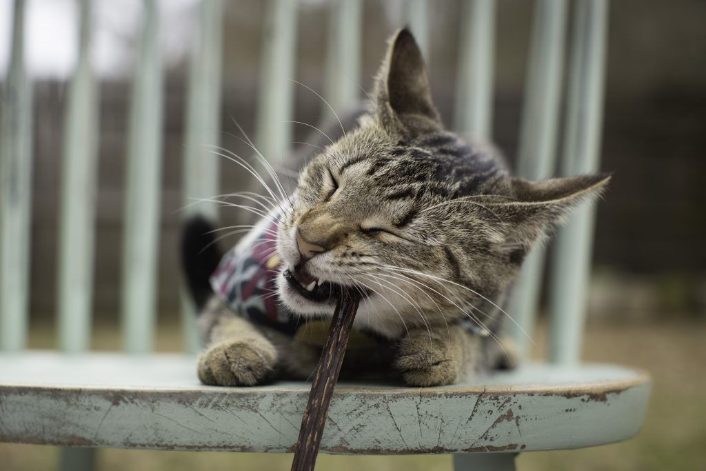 A cat chewing on a matatabi silvervine chew stick