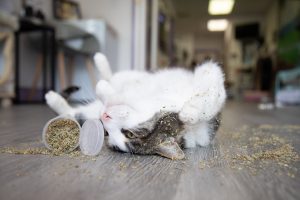 A cat playing with catnip