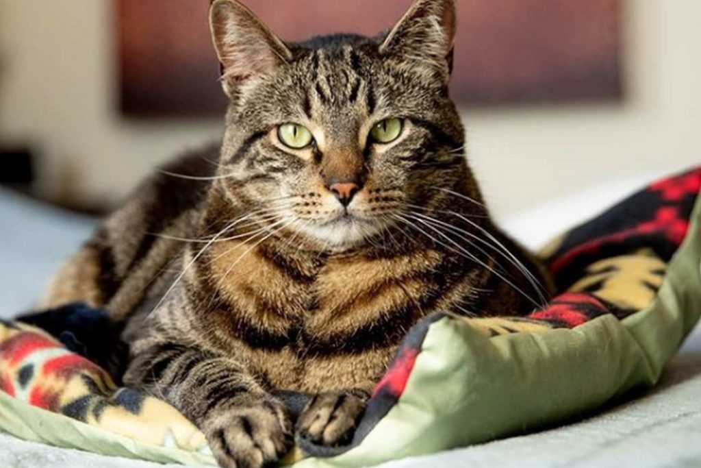 Short Hair Cat on Pillow