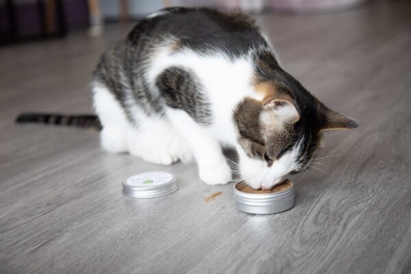 A cat sniffing and playing with silvervine powder