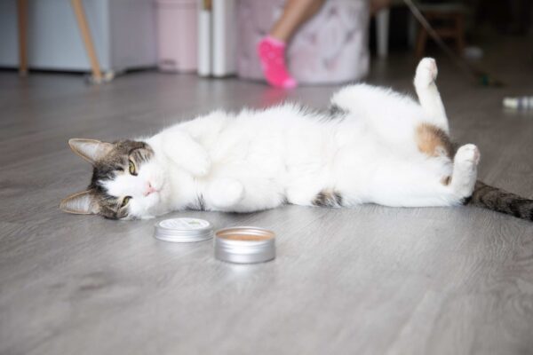 A cat sniffing and playing with silvervine powder