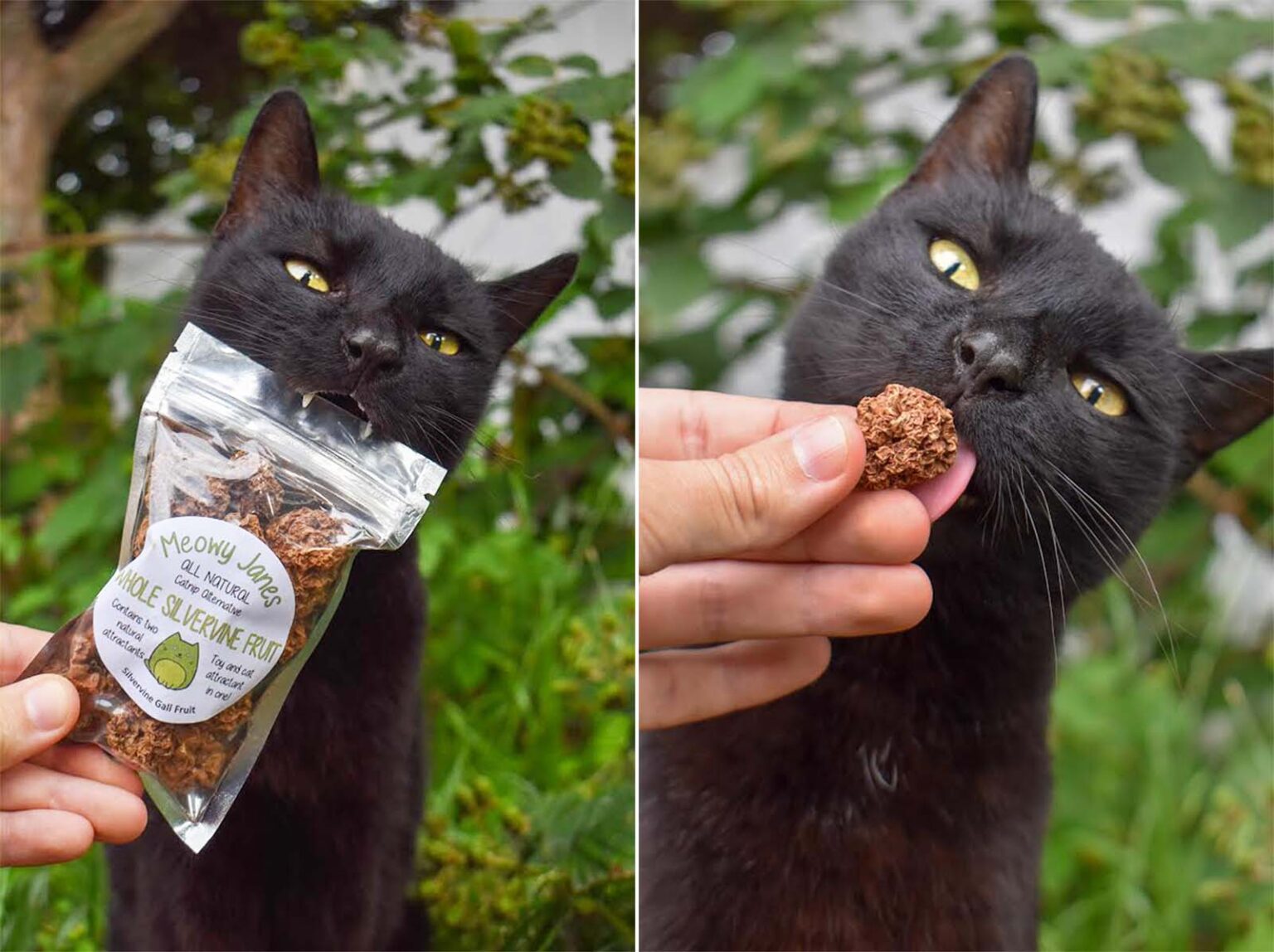 Meowy Janes Getrocknete Silvervine Gallfrüchte – Natürliches Katzenspielzeug, Alternative Zu Katzenminze