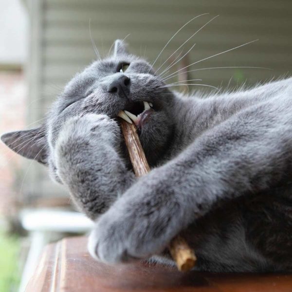 A cat chewing on a matatabi stick