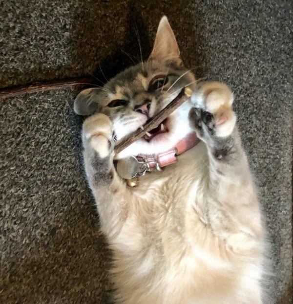 A cat chewing on a matatabi stick