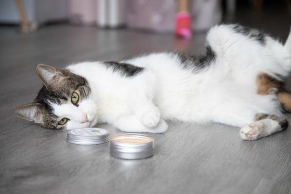 A cat playing with a tin of silvervine powder