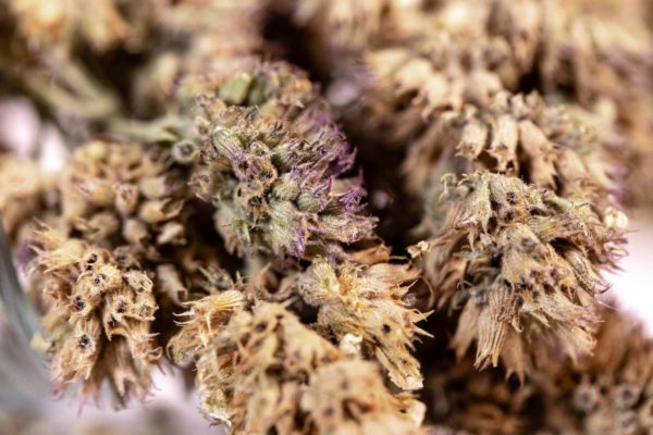 Catnip buds