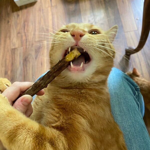 A cat chewing on a matatabi stick