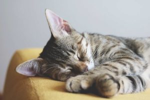 A cat laying and relaxing