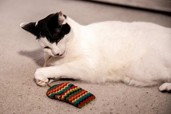 A cay playing with a fabric toy that looks like a mouse