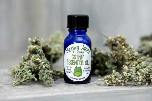 A blue bottle of catnip essential oil near dried catnip