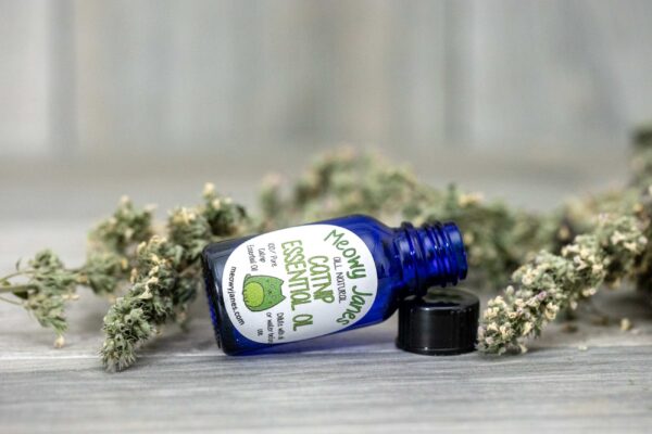 A blue bottle of catnip essential oil near dried catnip
