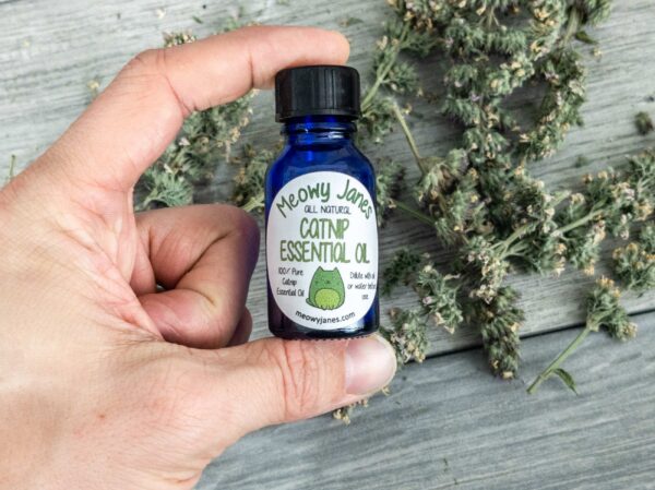 A hand holding a blue bottle of catnip essential oil near dried catnip