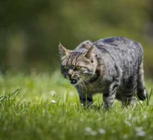 Read more about the article How Do I Know When My Cat is Angry?