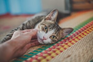 Read more about the article Your Cat Questions Answered by a Pro