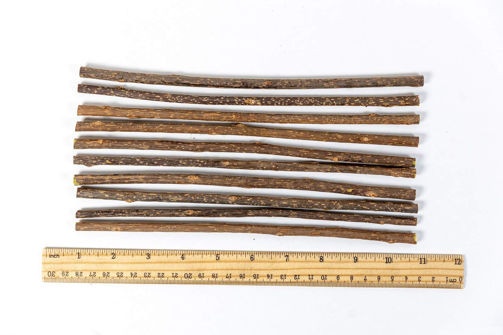 10 matatabi cat chew sticks on a white background with a ruler showing they are around 10 inches long