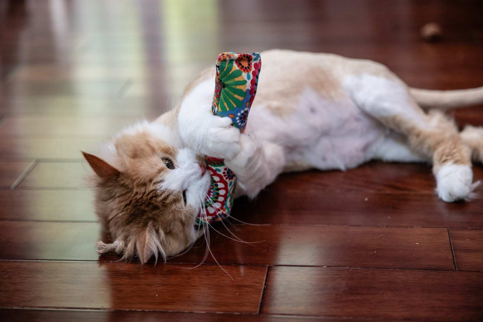 A cat playing a 8 inch catnip kicker
