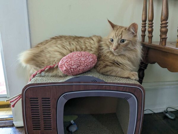 A cat sitting with a realistic looking stuffed brain toy. 