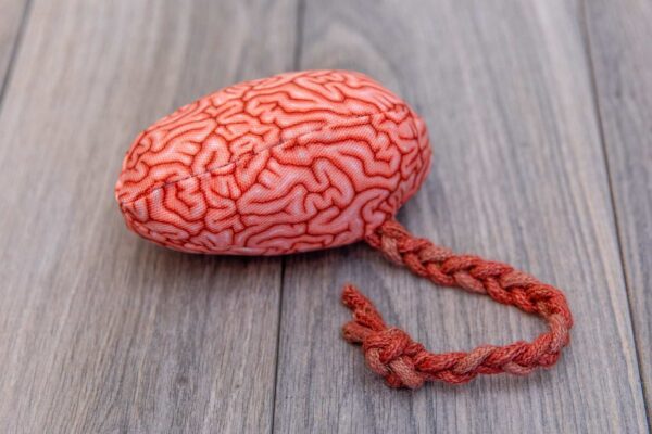 A fabric brain made of a realistic green fabric stuffed with catnip