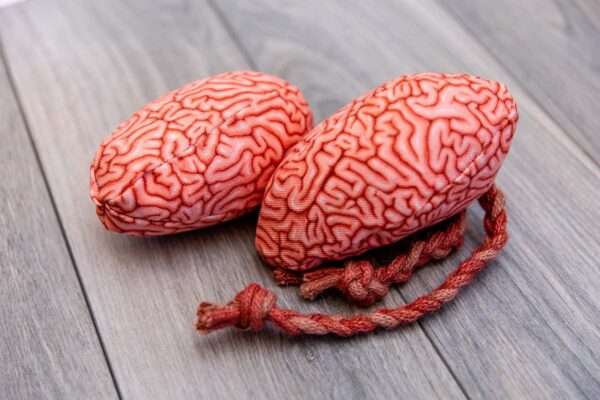 A brain sewn from a realistic fabric stuffed with catnip and a spine made of braided jute