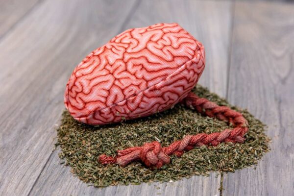 A fabric brain made of a realistic green fabric stuffed with catnip