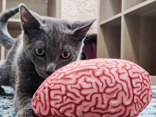 A grey cat playing with a stuffed brain toy