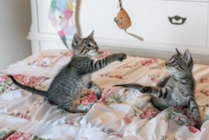 Read more about the article Why is Playtime So Important for Cats?