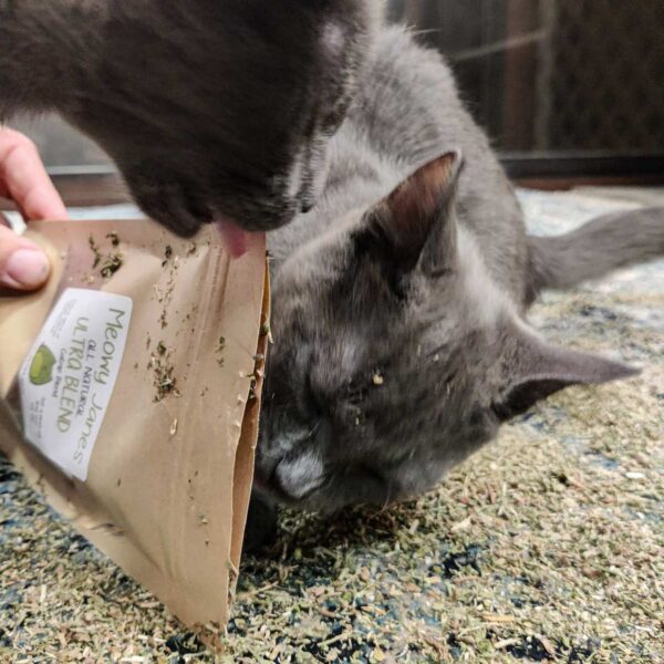 Whole Silvervine Fruit - Catnip Alternative | Meowy Janes - Catnip Alternatives For Engaging Exercise