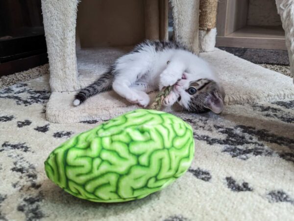 A cat playing with a fabric brain made of a realistic green fabric stuffed with catnip
