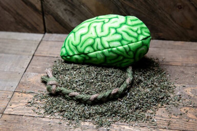 A fabric brain made of a realistic green fabric stuffed with catnip
