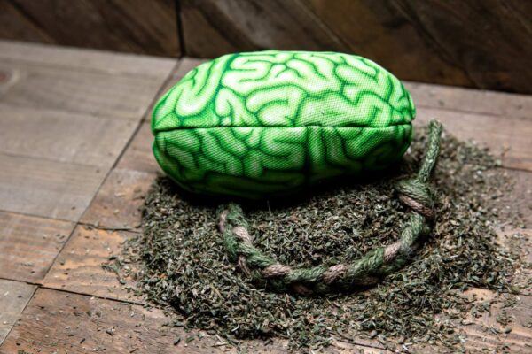 A fabric brain made of a realistic green fabric stuffed with catnip