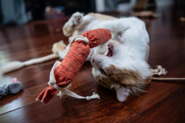 A cat rolling around and playing with a cat kicker that looks like sausage links