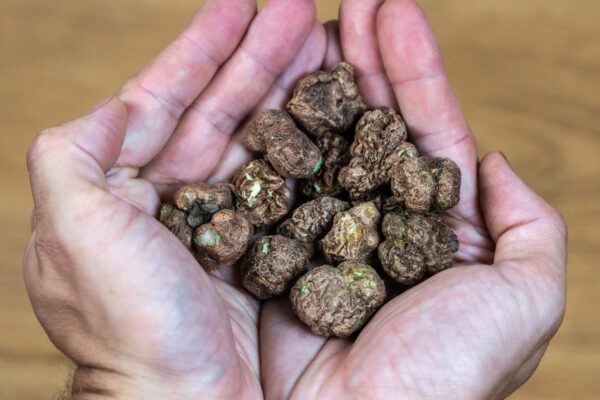Freeze dried silvervine gall fruits in a persons hands