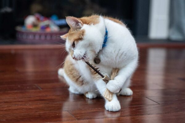 A cat chewing on a dragonfly toy made of silvervine sticks and silvervine fruits