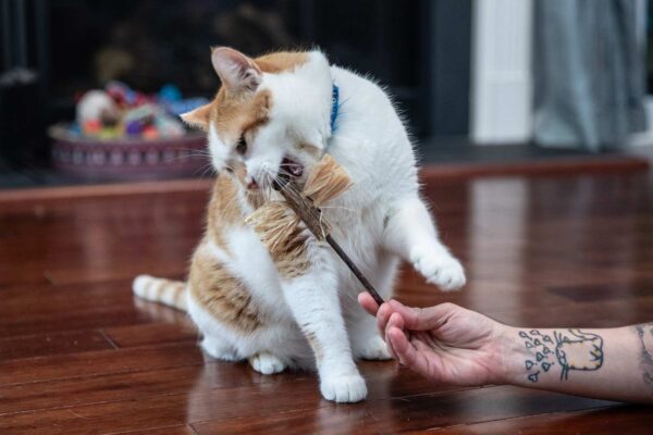 A cat chewing on a dragonfly toy made of silvervine sticks and silvervine fruits
