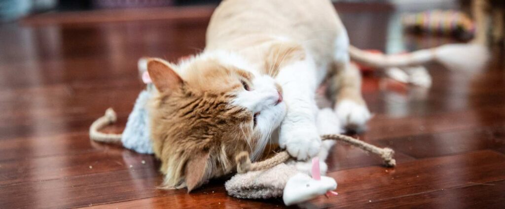 A cat playing with a small cat toy that looks like a mouse.