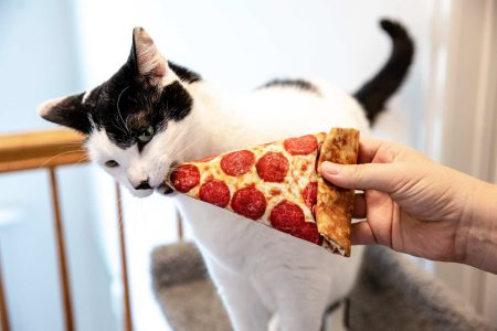 Meowy-Janes-Refillable-Pizza-Slice-Action-8-2.jpg